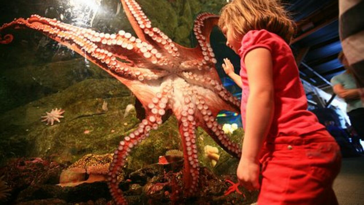 Shark Vs Octopus: Think You Know Who Wins? - AquaViews