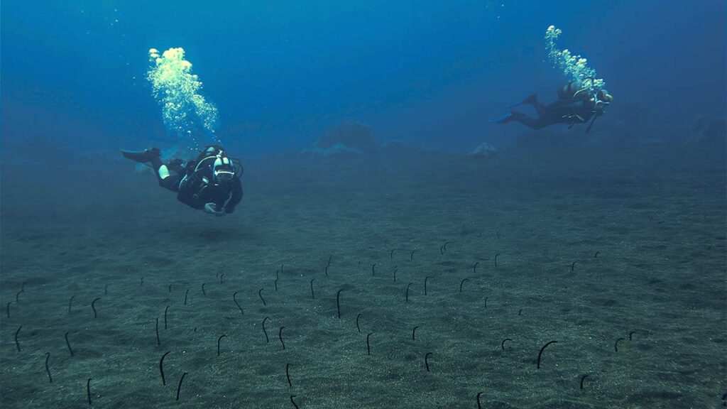 garden eel underwater