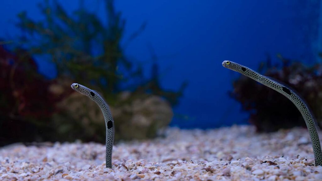 garden eel underwater