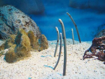 garden eels underwater