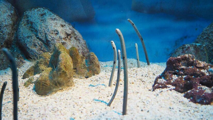garden eels underwater
