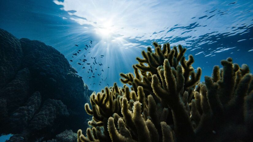 ocean facts coral underwater