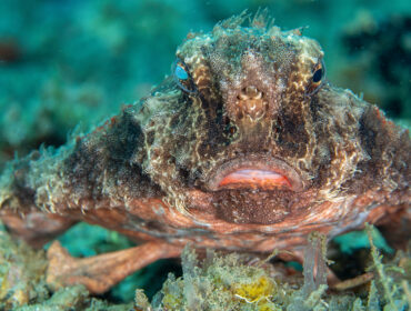 photo of Red-lipped batfish from adobe stock