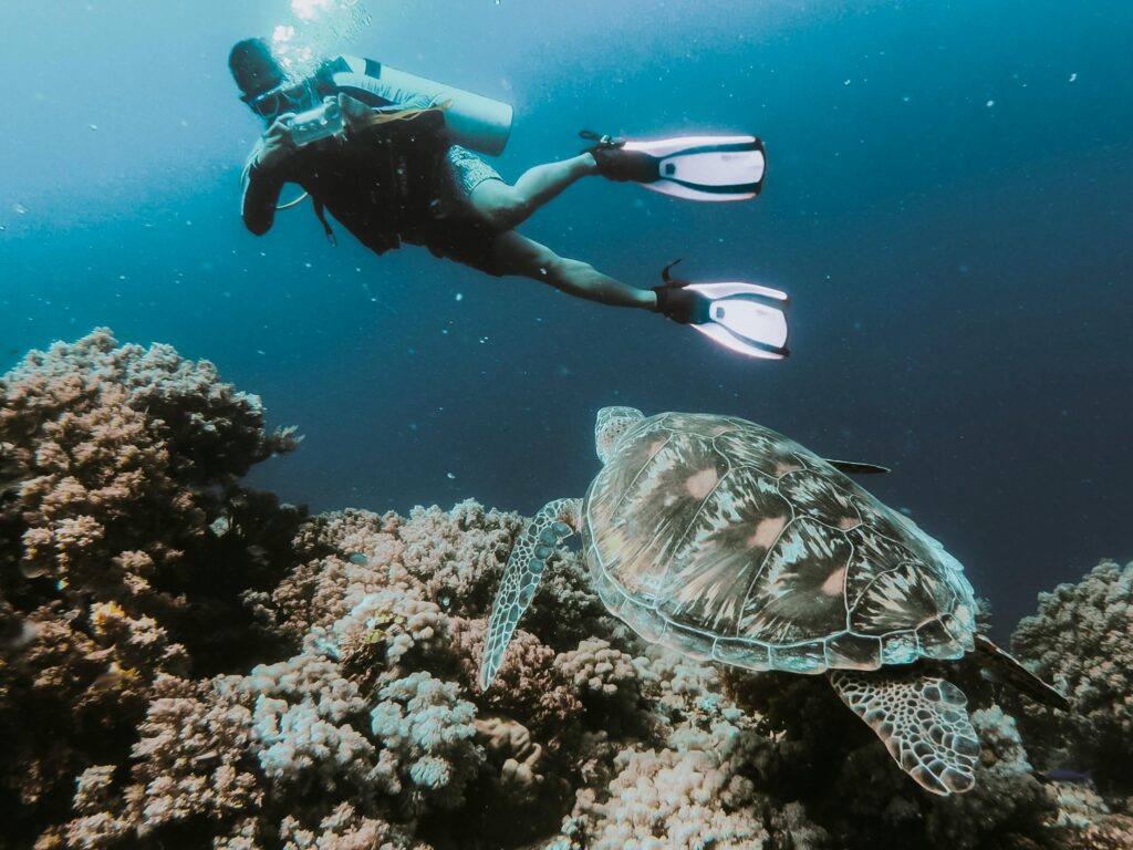 a diver taking a photo of a sea turtle on a reef