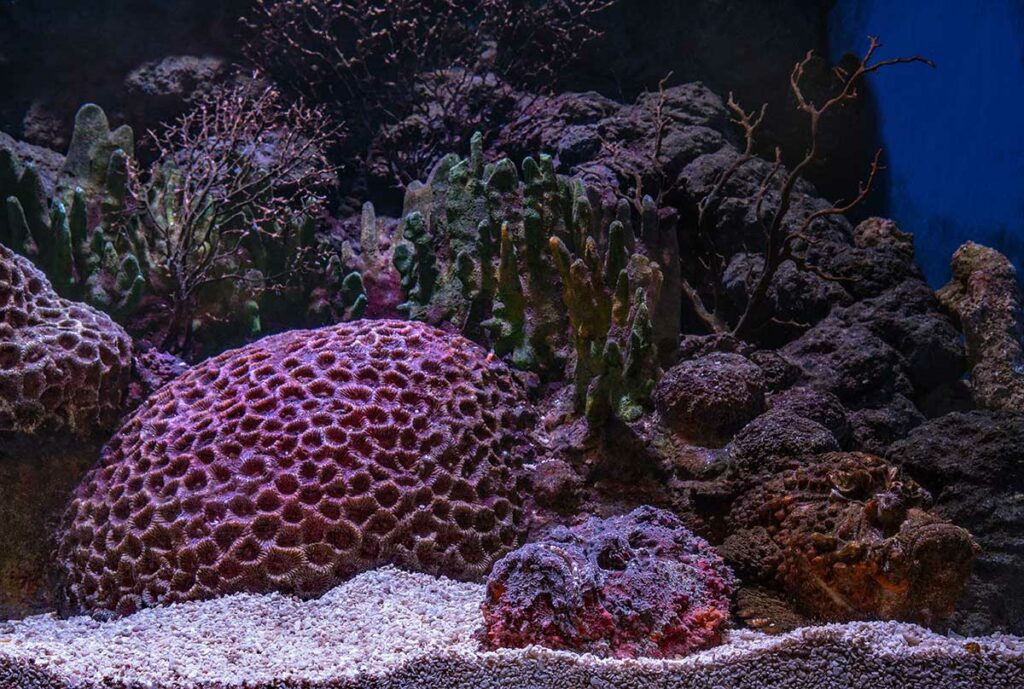 stonefish camouflage against coral in ocean
