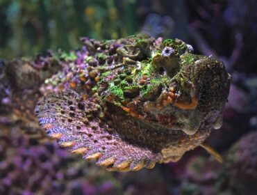 stonefish swimming in ocean