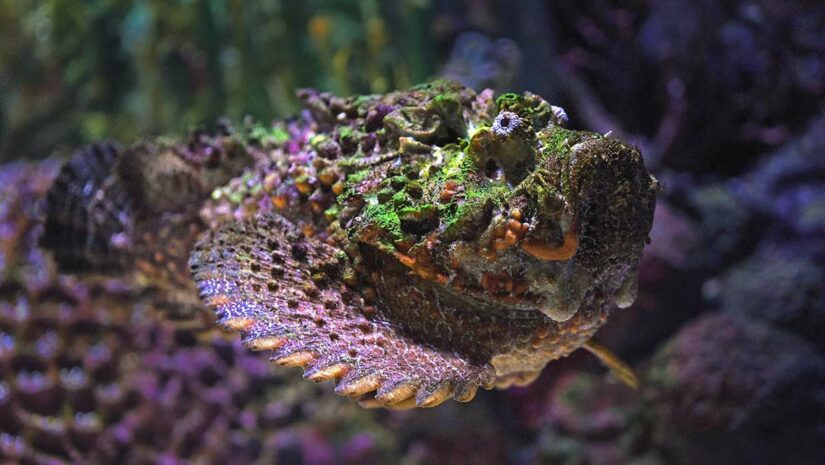 stonefish swimming in ocean