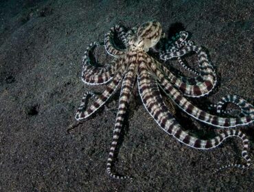mimic octopus