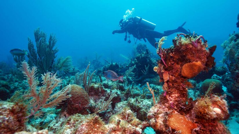 scuba diving in cuba coral