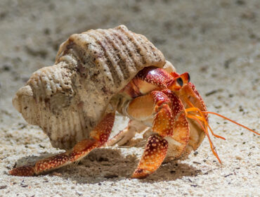 Hermit crab on the beach By David via Adobe Stock