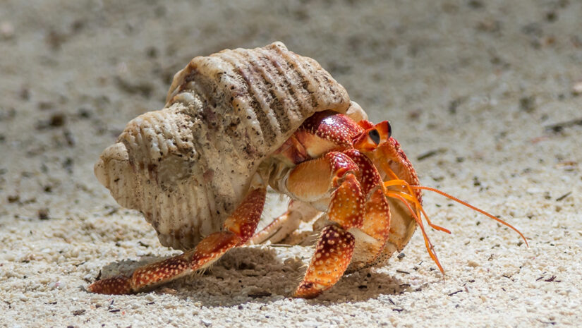 Hermit crab on the beach By David via Adobe Stock