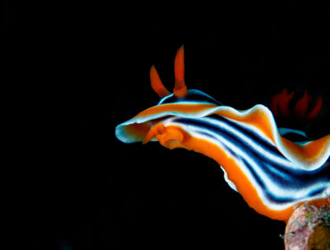 Colorful nudibranch sealslug crawling across coral reef