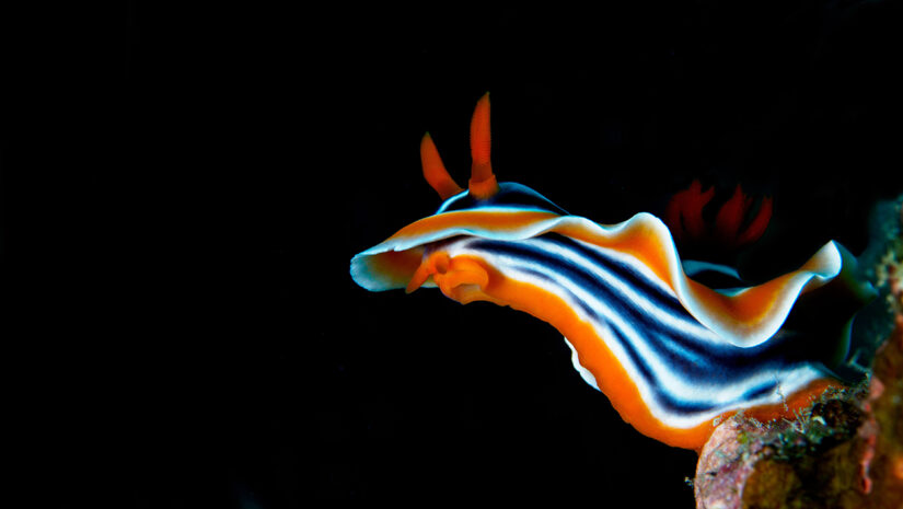 Colorful nudibranch sealslug crawling across coral reef