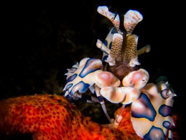 harlequin shrimp