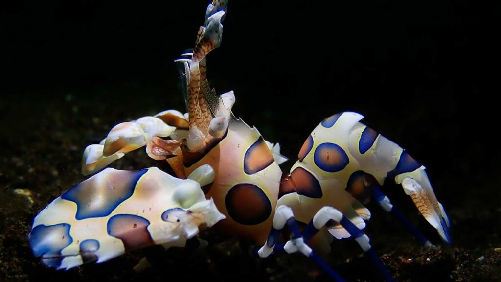 harlequin shrimp