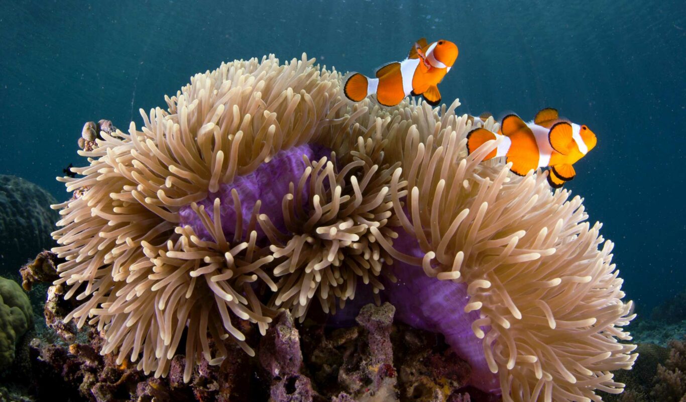 5 Symbiotic Relationships in the Ocean DeepDive