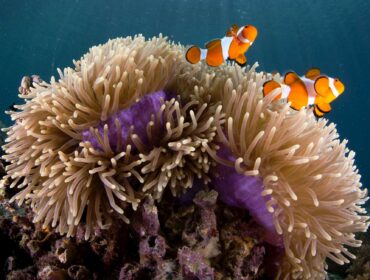 Two clownfish and their sea anemone