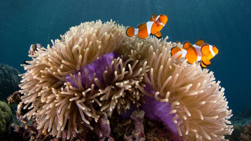 Two clownfish and their sea anemone