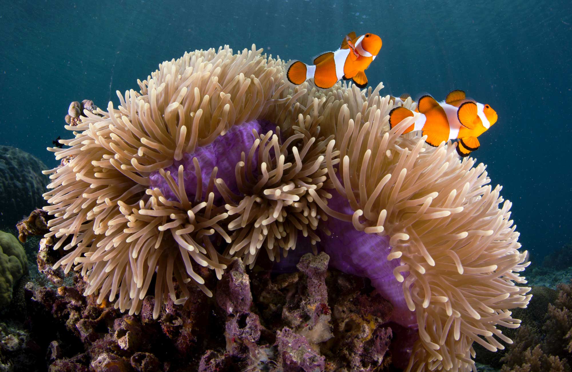 5 Symbiotic Relationships in the Ocean - DeepDive 5 Symbiotic Relationships in the Ocean - DeepDive