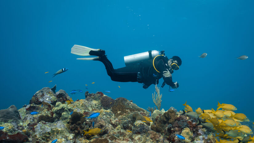 A diver checking the datamask close to a school of yellow fish