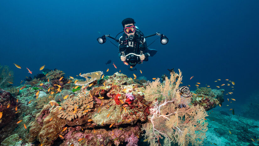 diver looking for sea creatures