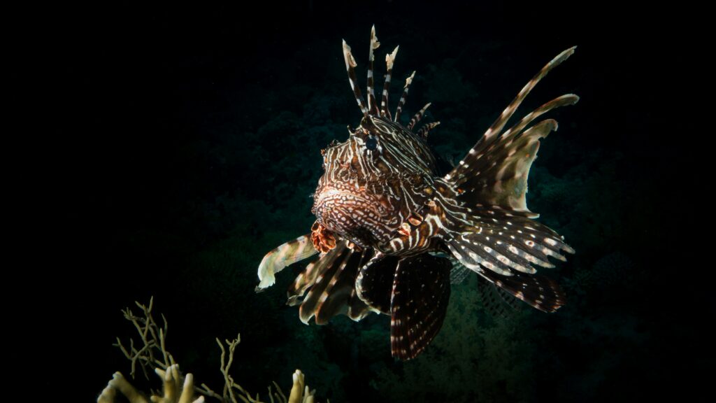 a lionfish in the dark