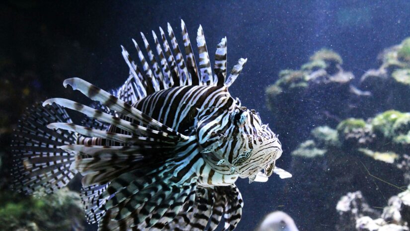 a photo of a lionfish