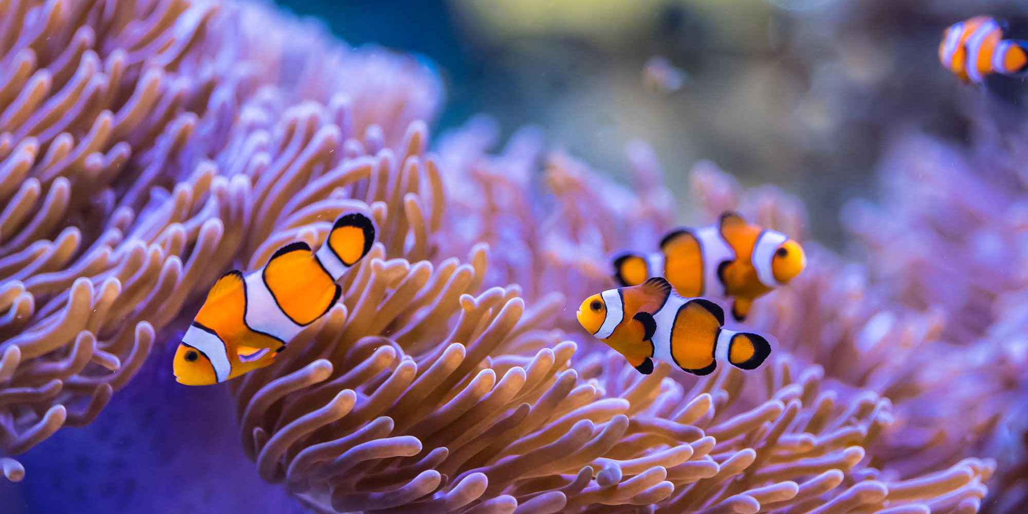 Sea Anemones: Flowers of the Ocean 