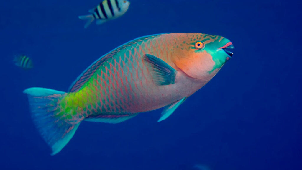 parrotfish