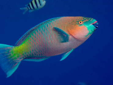 parrotfish