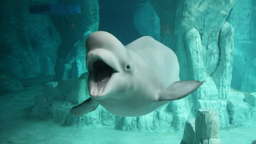 beluga whale