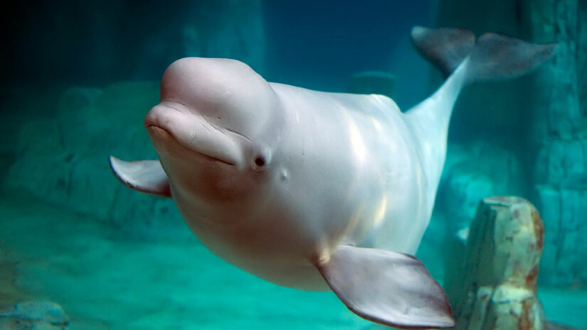 beluga whale