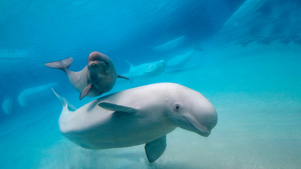 beluga whales