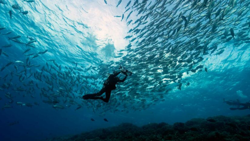 a diver swimming towards a school of bigeye trevally in Tubbataha Reef