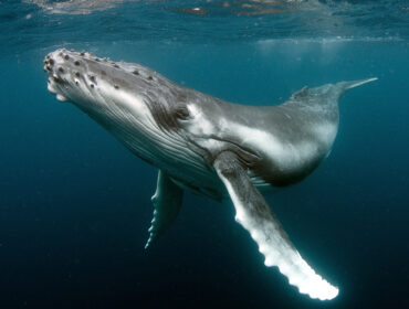 A Humpback Whale In the Ocean