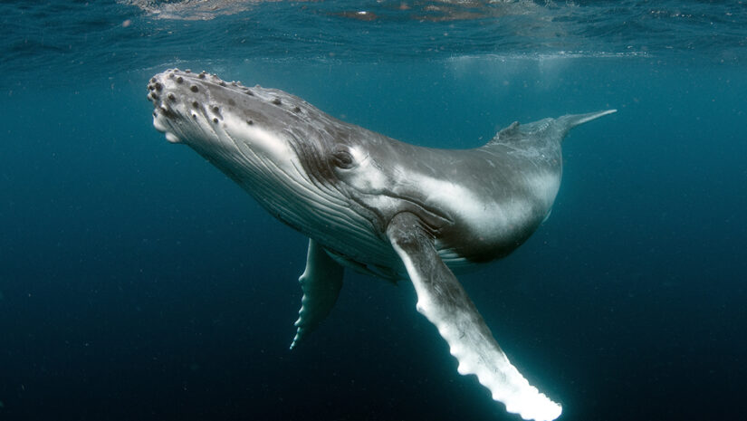 A Humpback Whale In the Ocean
