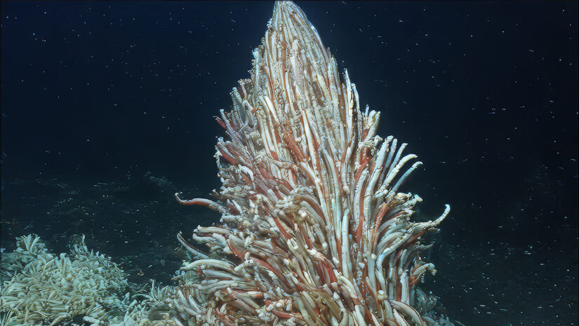 Tube Worm Siboglinidae Riftia pachyptila, phyla Pogonophora and