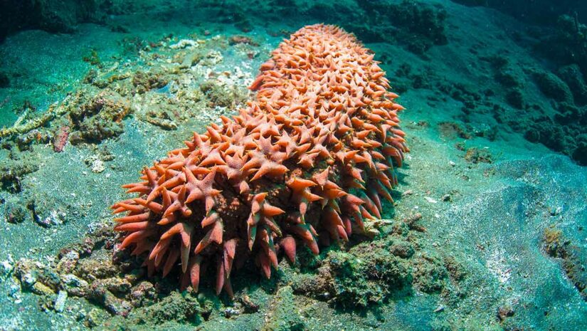 sea cucumber