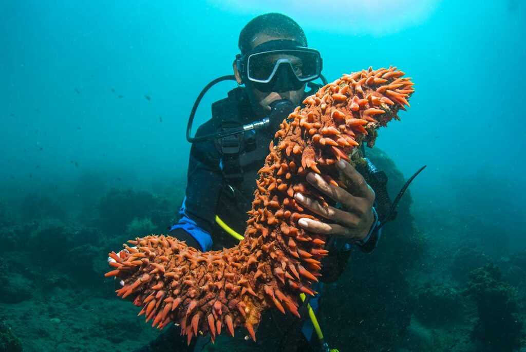 sea cucumber with scuba diver
