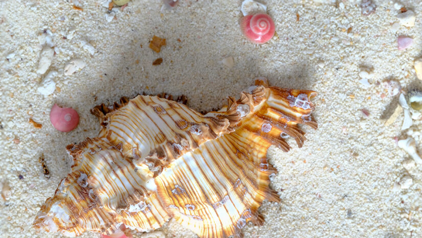 murex and pink botton seashells By SOPONE