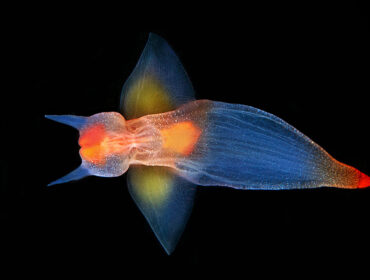 Sea angel in temperate waters, Spotted in Arctic region.