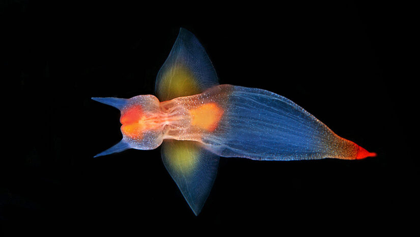 Sea angel in temperate waters, Spotted in Arctic region.