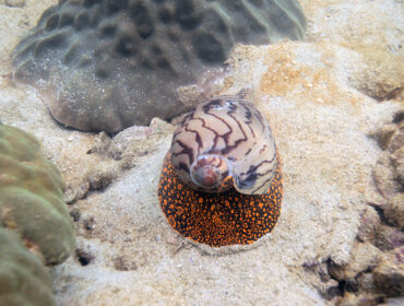 underwater world - cone snail By agarianna