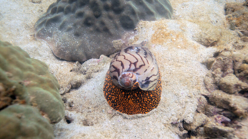 underwater world - cone snail By agarianna