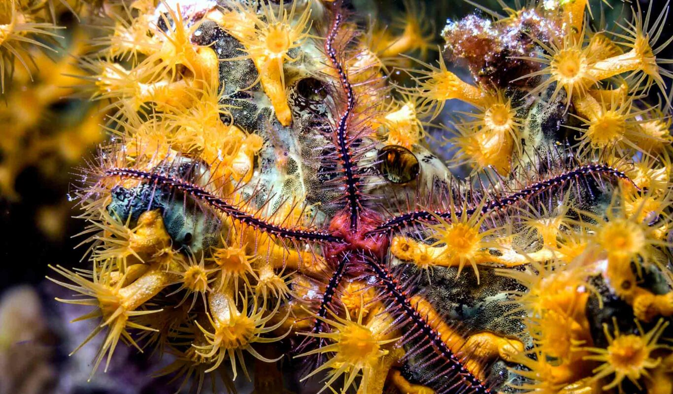 The Delicate World of Brittle Stars AquaViews