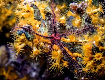 a brittle star latched onto a coral