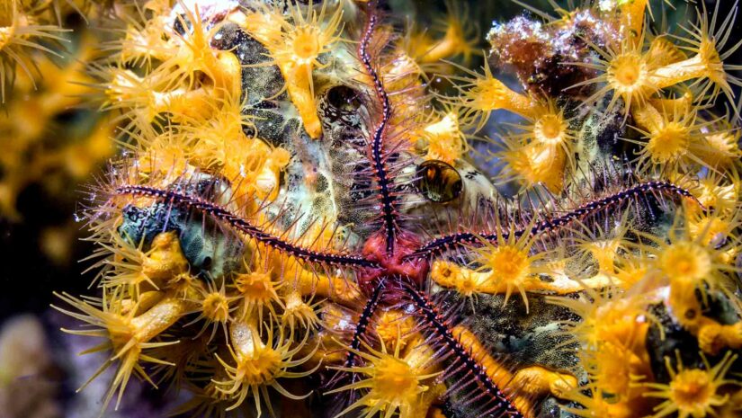 a brittle star latched onto a coral