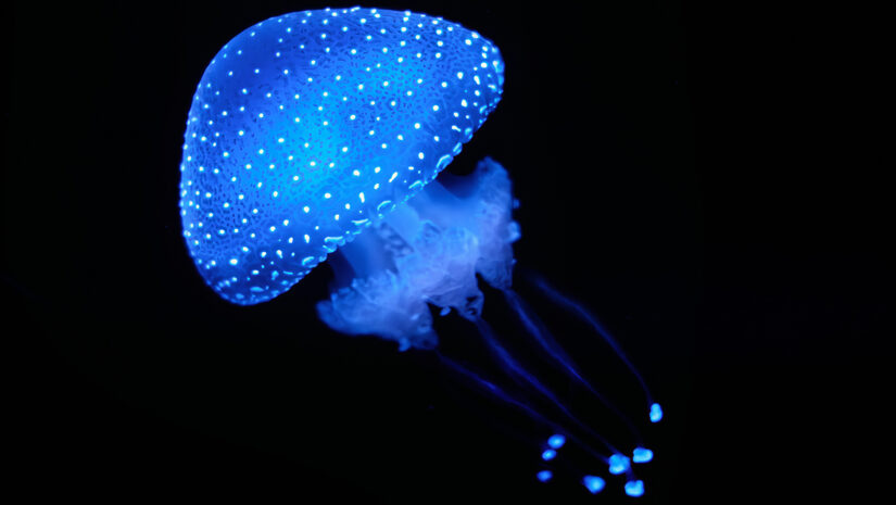 Marine Bioluminescence, Jellyfish Phyllorhiza punctata white-spotted jellyfish aka floating bell, Australian spotted jellyfish luminescent underwater By Dmitry Rukhlenko