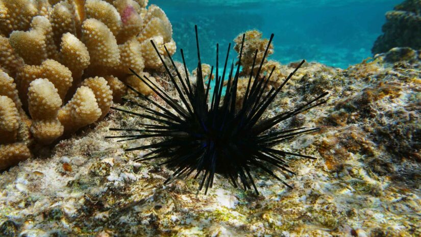 black sea urchin with long spines