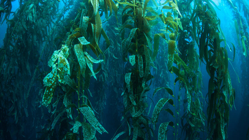 Forests of giant kelp, Macrocystis pyrifera, commonly grow in the cold waters along the coast of California. This marine algae reaches over 100 feet in height and provides habitat for many species by ead72